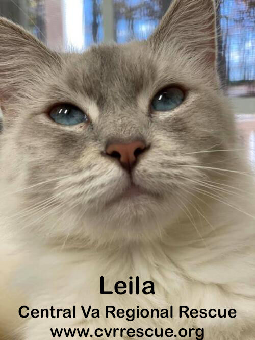 Leila